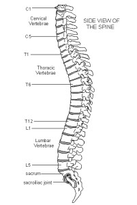 Spine