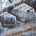 Week 5 – February Freeze & Goals